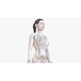3D model Female Body and Skeleton (Low Poly)